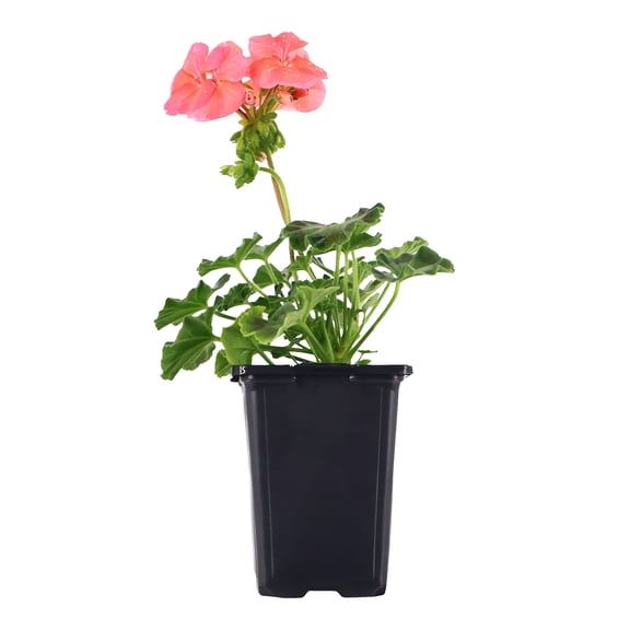 Expert Gardener 8" Salmon Pink Geranium Live Plants in 4" Grower Pot Full Sun
