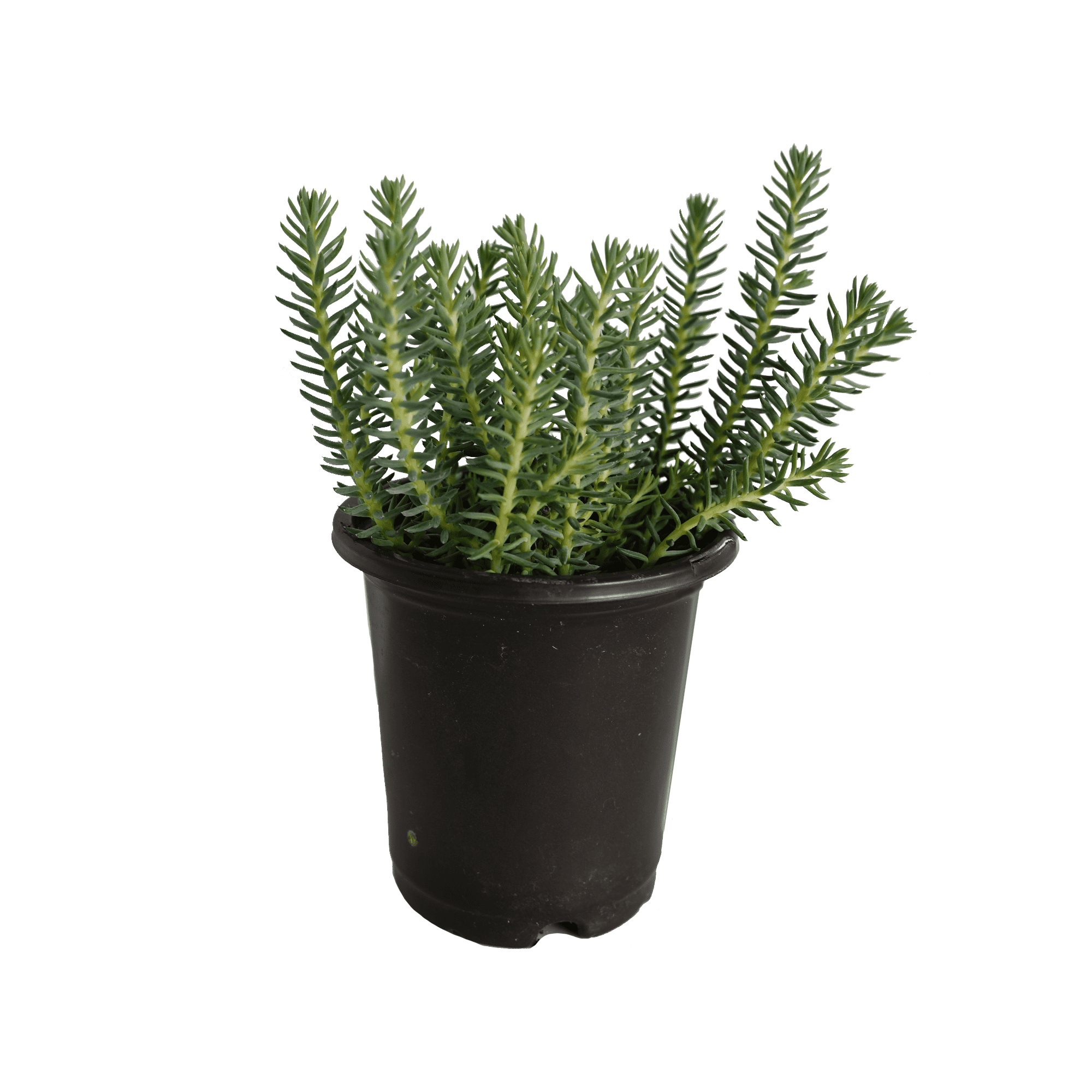 Expert Gardener Sedum Blue Green Spruce Perennial Plants Live Outdoor Spring, 1 PT