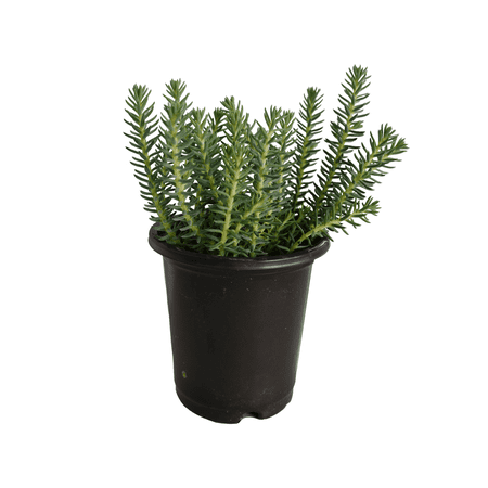 Expert Gardener Sedum Blue Green Spruce Perennial Plants Live Outdoor Spring, 1 PT