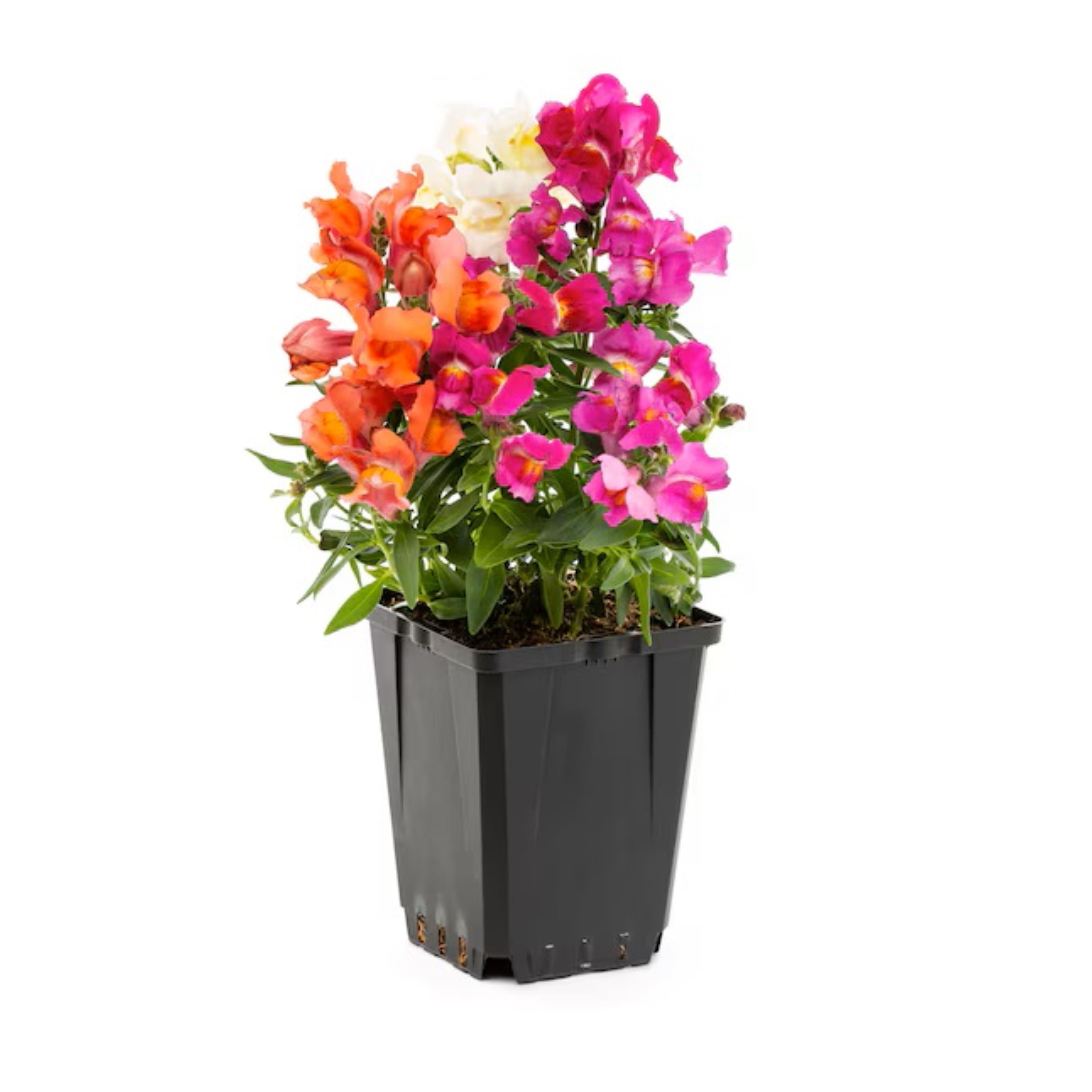 Expert Gardener 1 Pack Perennial Snapdragon Snapshot Mix Variety Pet-Friendly Various Colors Annual Spring Live Plants Outdoor, Full Sun