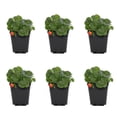 thumbnail image 1 of Expert Gardener 1PT Strawberry Edible Live Plant (6-Pk) Full Sun, 1 of 6