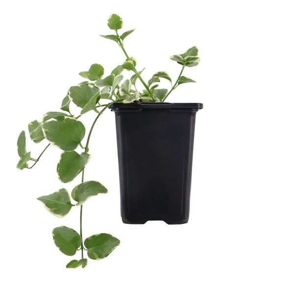 Expert Gardener 8" Vinca Vine Live Plants in 4" Grower Pot Partial Sun