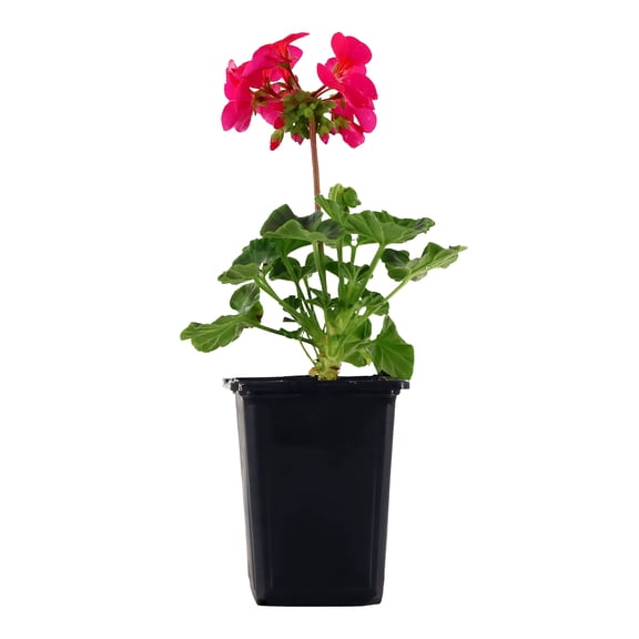 Expert Gardener 8" Violet Pink Geranium Live Plants in 4" Grower Pot Full Sun