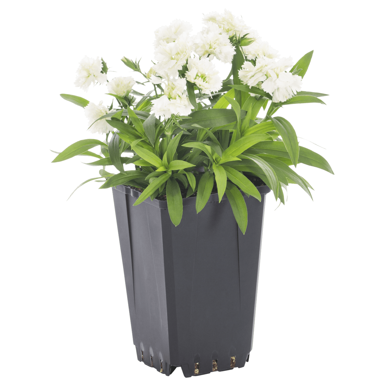 Expert Gardener White Dianthus Live Annual Plant, Full Sun, 1 pt, 6-Pack