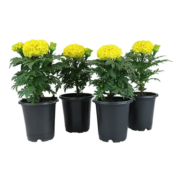 Expert Gardener 1PT Yellow Marigold African Live Plants (4 Pack)