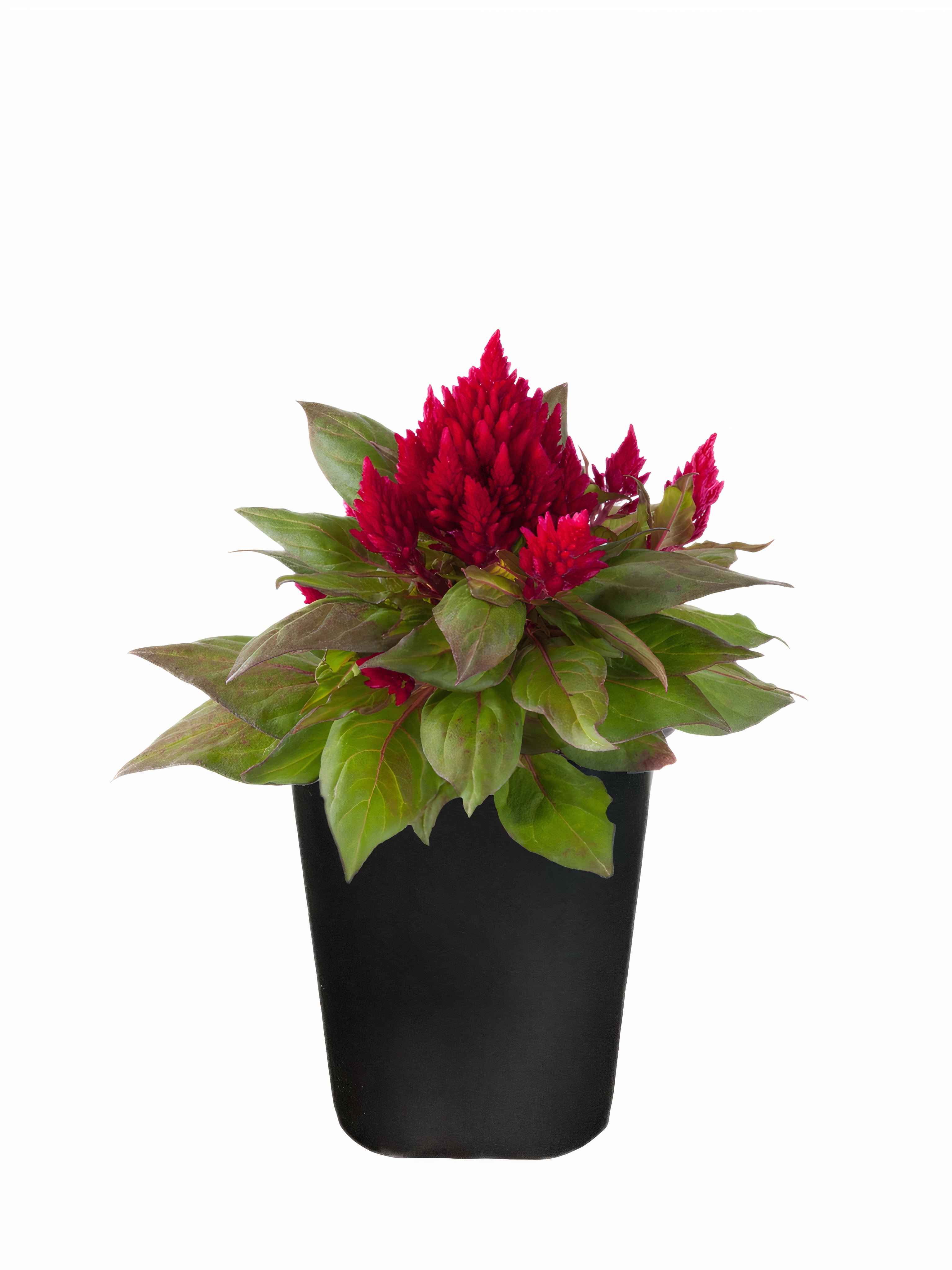 Expert Gardener 1Pt Celosia Assorted Colors Live Plant Grower Pot Full Sun