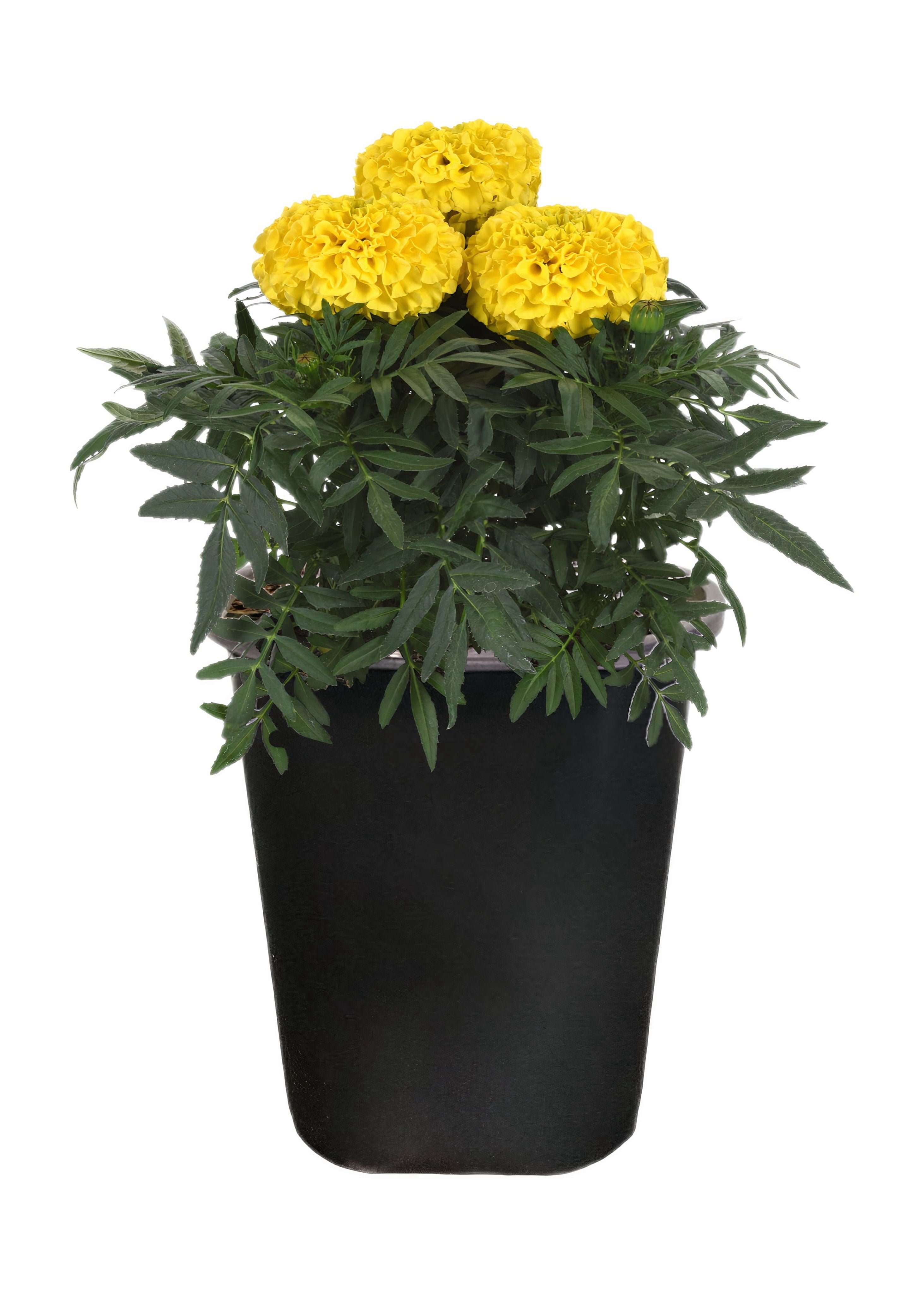 Expert Gardener 1Pt Marigold Assorted Colors Live Plant Grower Pot Full Sun