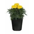 thumbnail image 1 of Expert Gardener 1Pt Marigold Assorted Colors Live Plant Grower Pot Full Sun, 1 of 28