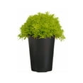 thumbnail image 1 of Expert Gardener 1Pt Sedum Live Plant Grower Pot Full Sun Partial Shade, 1 of 6