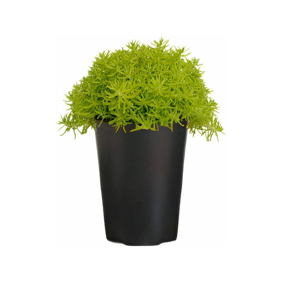 Expert Gardener 1Pt Sedum Live Plant Grower Pot Full Sun Partial Shade
