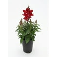 thumbnail image 1 of Expert Gardener 1Pt Snapdragon Live Plant Grower Pot Full Sun, 1 of 4