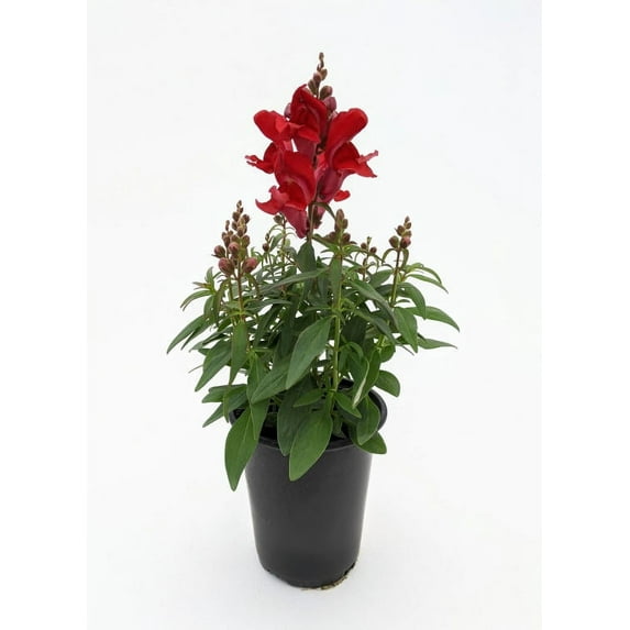 Expert Gardener 1Pt Snapdragon Live Plant Grower Pot Full Sun