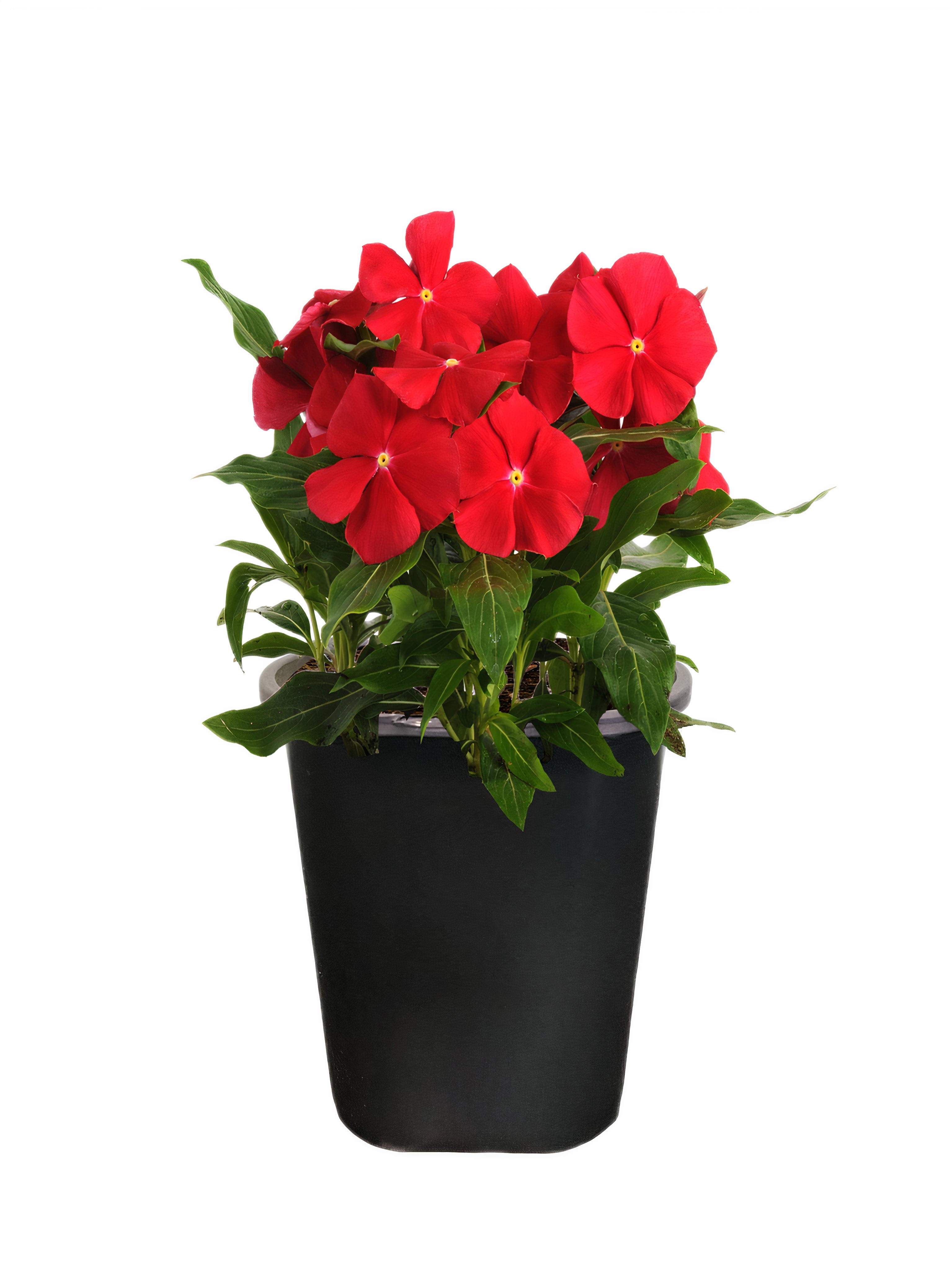 Expert Gardener 1Pt Vinca Live Plant Grower Pot Full Sun