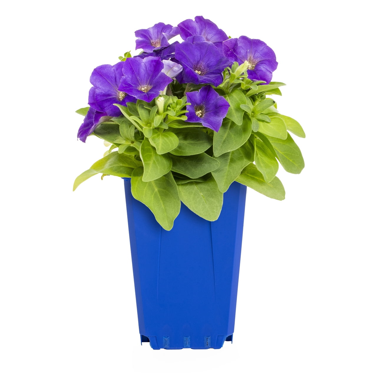 Expert Gardener 1QT Blue Petunia Live Annual Plant Sun 5-Pack
