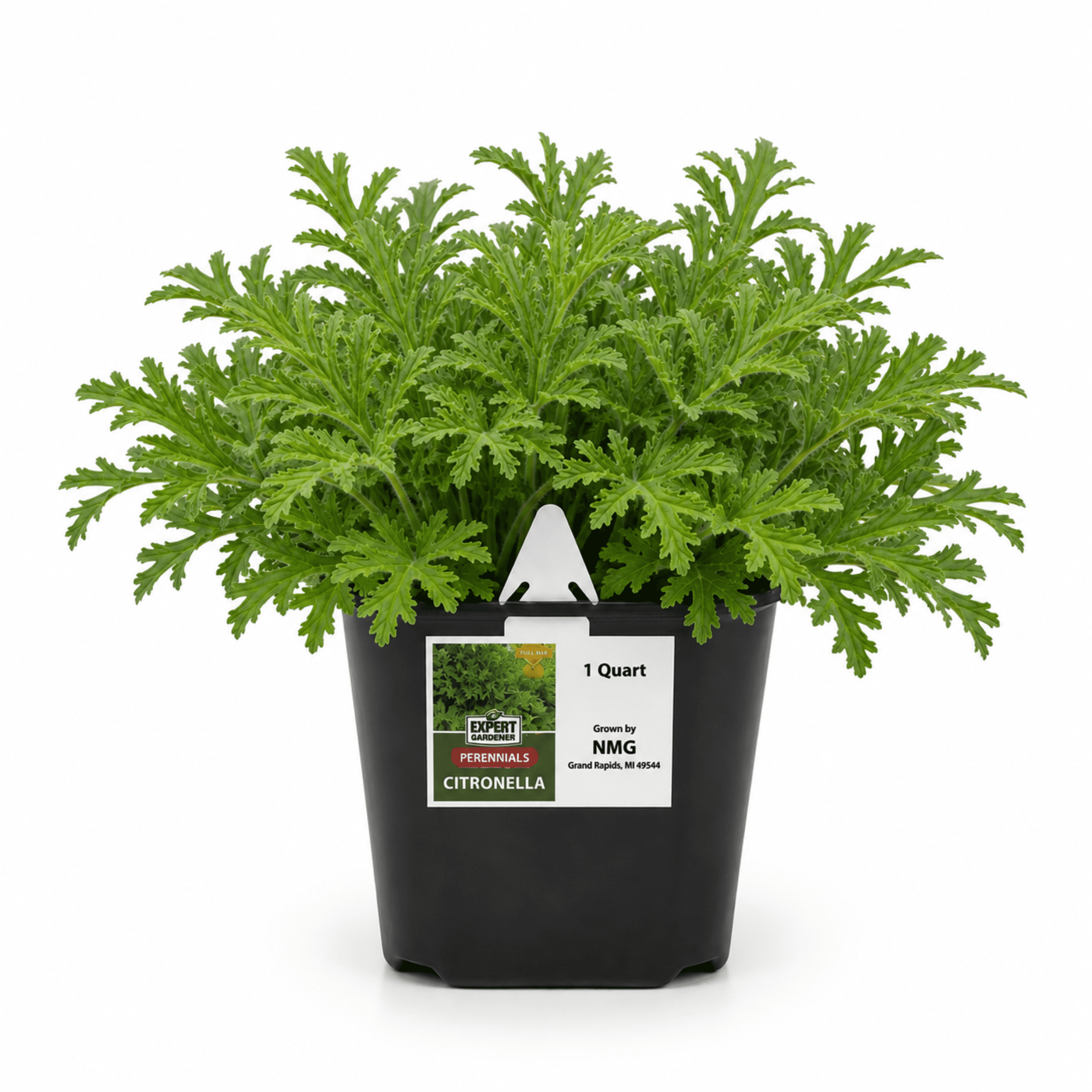Expert Gardener 1QT Citronella Live Plant in Grower Pot
