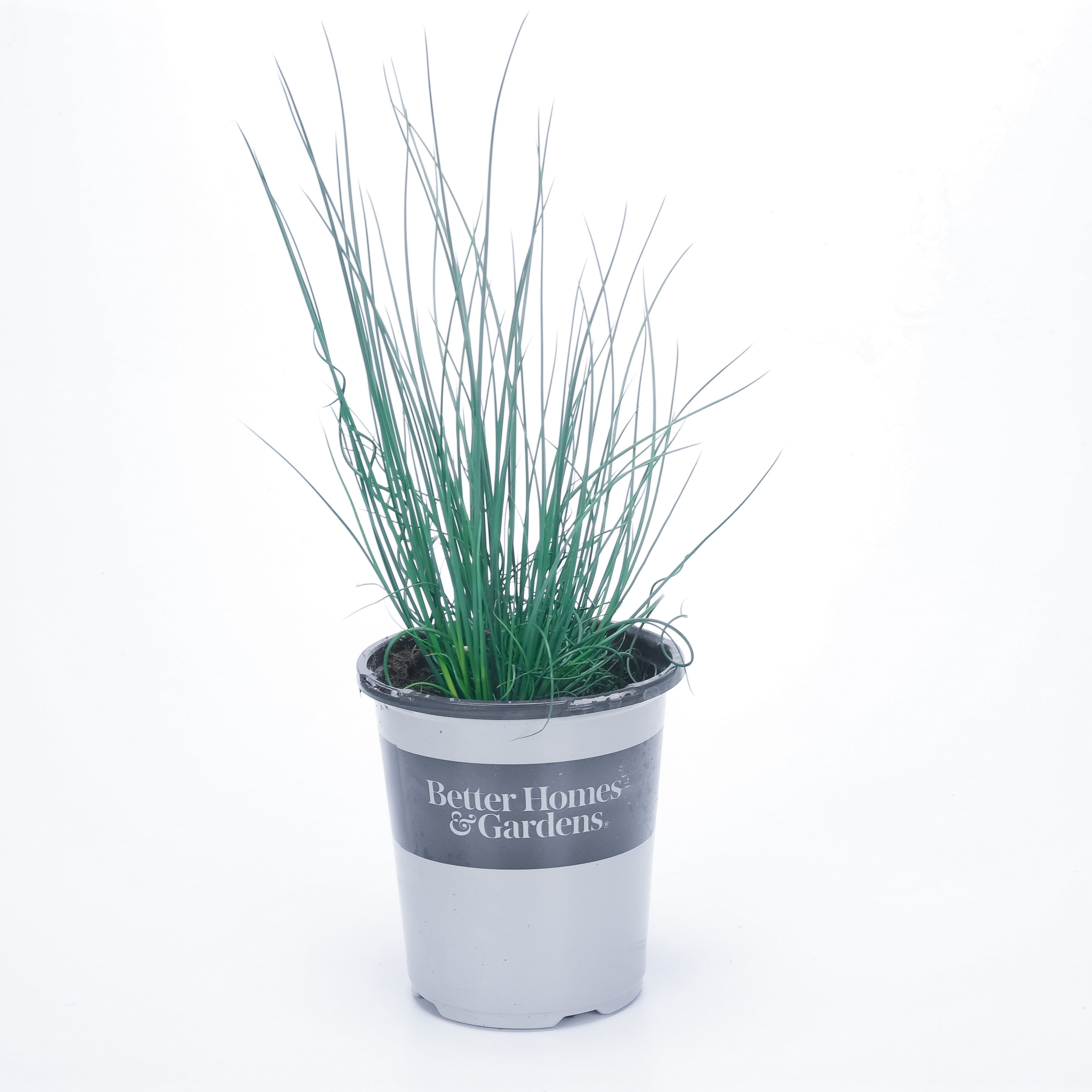 Expert Gardener 1QT Juncus Green 'Twisted Arrows' (1 Count) Perennial