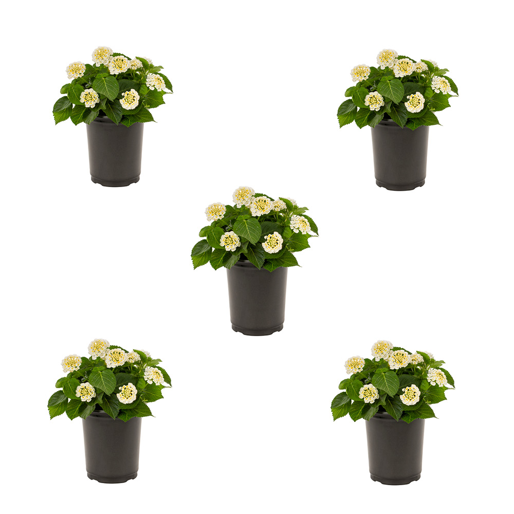 Lantana Camara Flowers Two (2) Live Plants Natural Mosquito Repellant