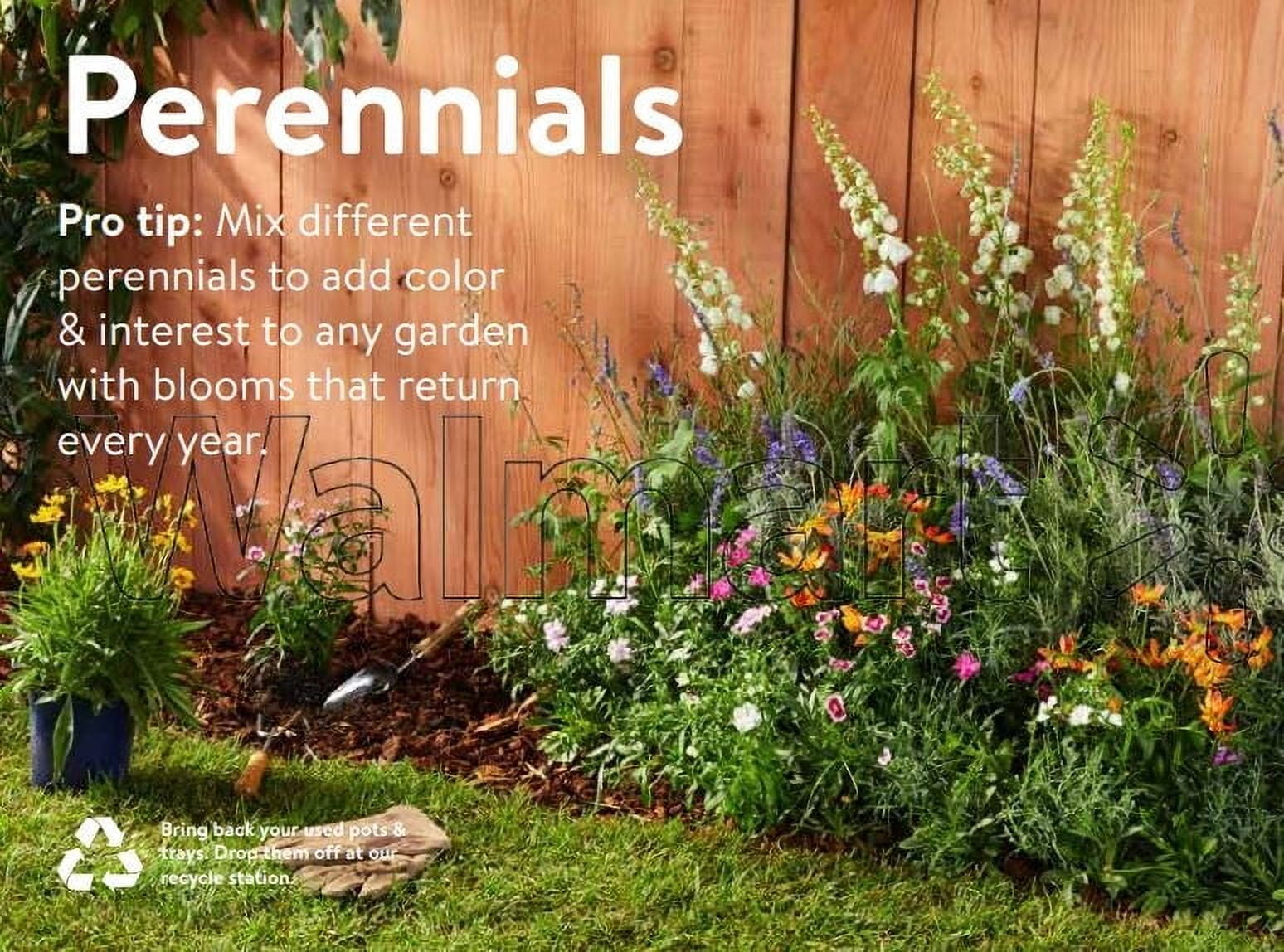 Expert Gardener Lithodora Grace Ward Live Perennial Plant, 1 Quart, Full Sun
