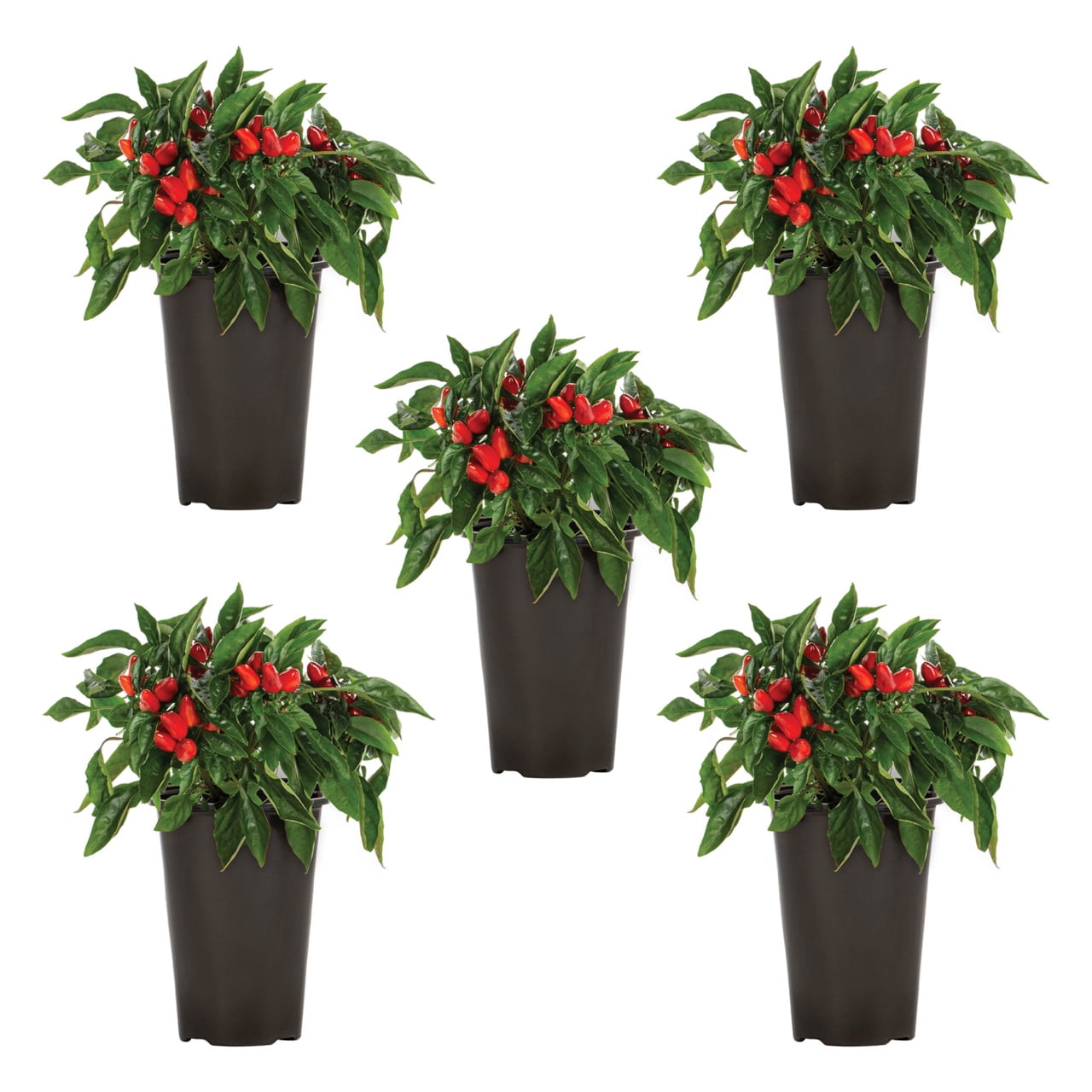 Expert Gardener Shop Live Pepper Plants for Your Garden - Walmart.com