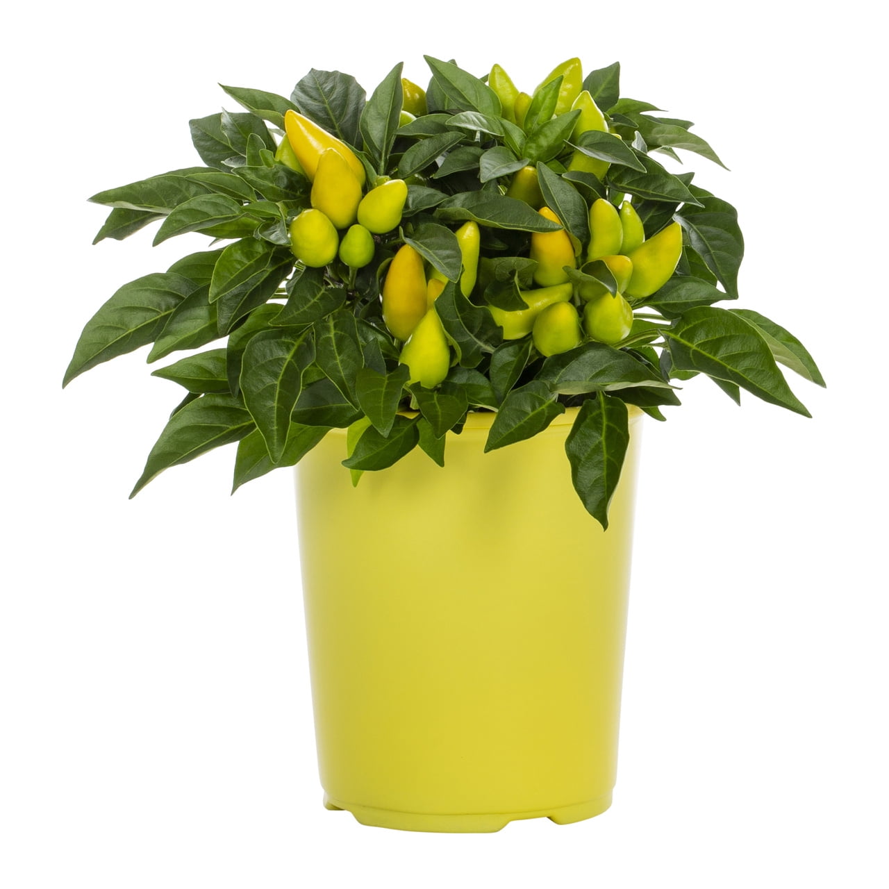Expert Gardener 1QT Ornamental Yellow Pepper Full Sun Live Plants (5 Pack) with Color Pots