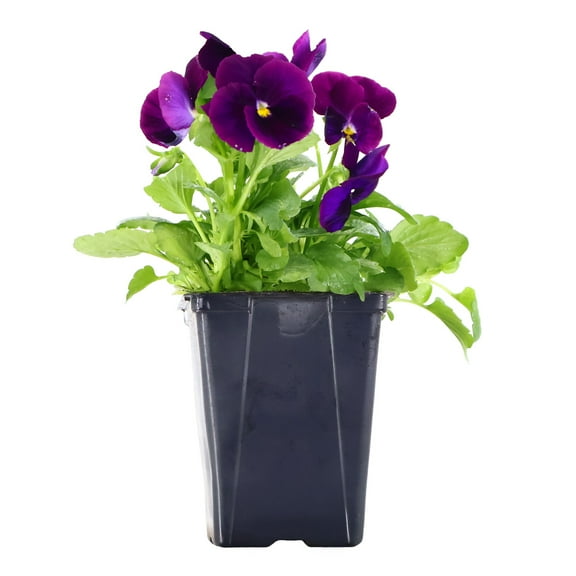 Expert Gardener 1QT Purple Pansy Live Plants in 5" Grower Pot Full Sun