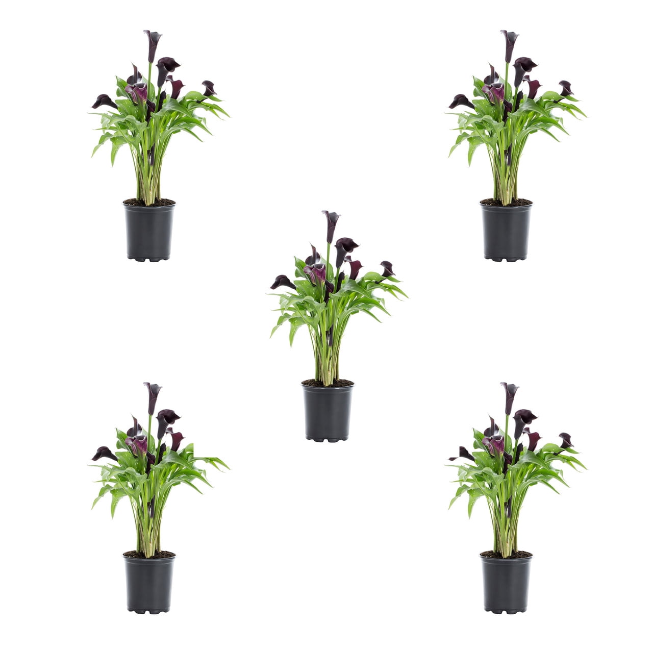 Expert Gardener 1QT Purple Calla Lily Perennial Live Plants (5 Pack) with Grower Pots