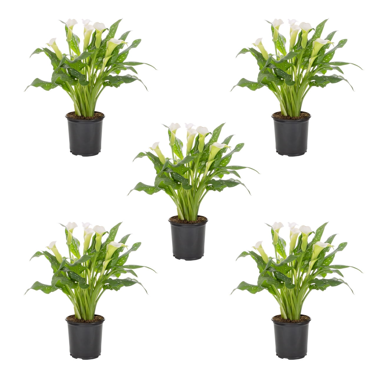 Expert Gardener 1.5PT White Calla Lily Live Perennial Plant Sun 5-Pack