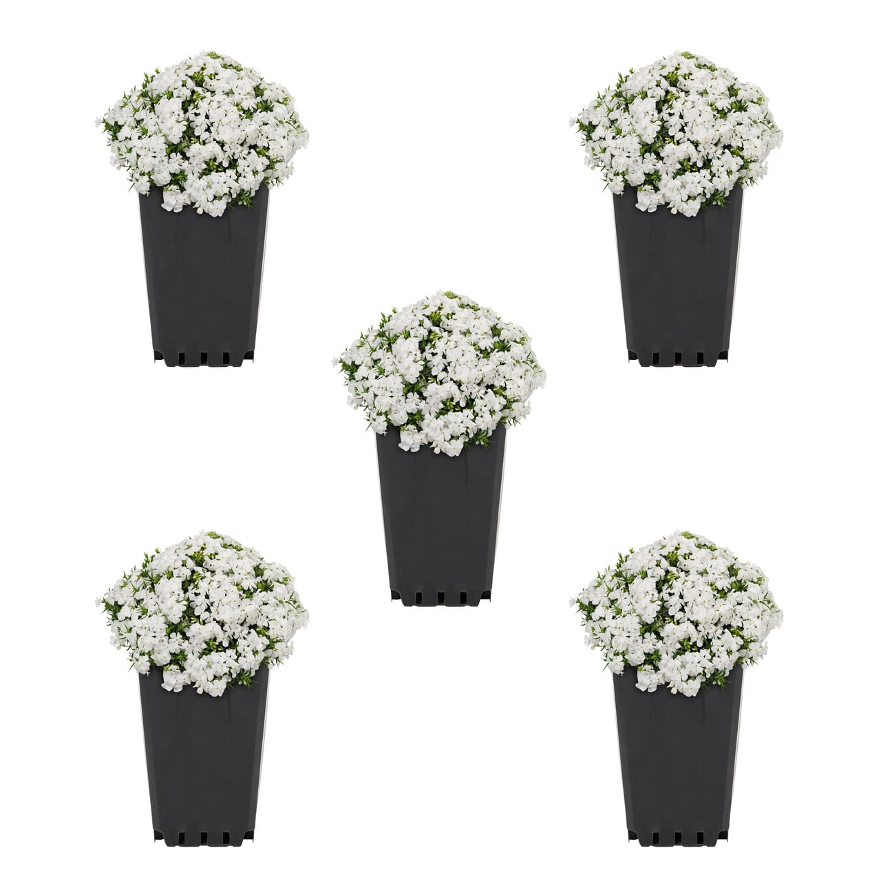 Expert Gardener 1.5PT White Phlox Subulata Live Perennial Plant Sun 5-Pack