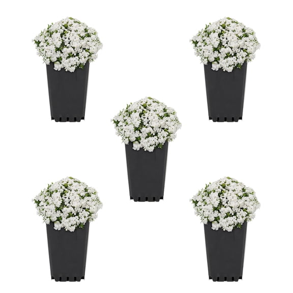 Expert Gardener 1QT White Phlox Subulata Live Perennial Plant Sun 5-Pack