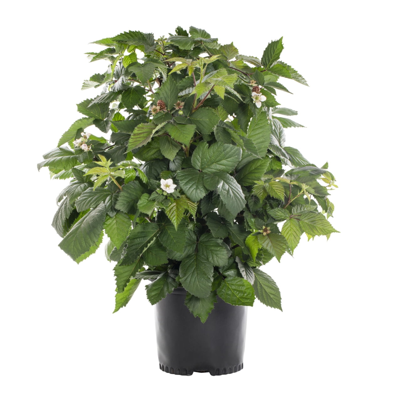 Expert Gardener 1gal Blackberry Live Shrub Plant Sun
