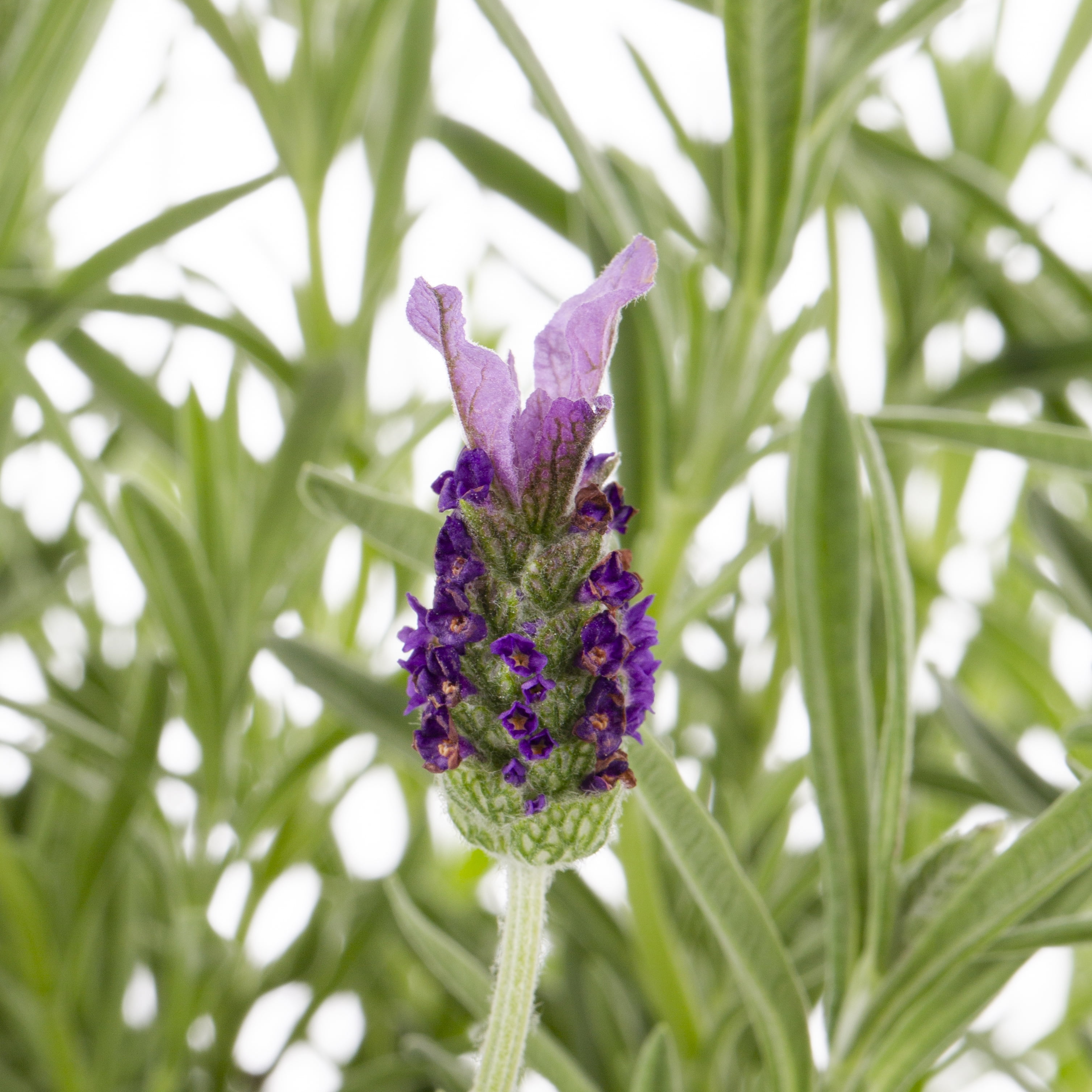 Expert Gardener 2.0QT Purple Lavender , Full Sun, Live Plants with