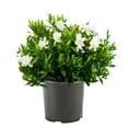 thumbnail image 1 of Expert Gardener 2.25 Gallon Gardenia Frostproof Live Shrub, 1 of 9