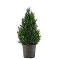 thumbnail image 1 of Expert Gardener 2.25 Gallon Leyland Cypress Evergreen Live Shrub, 1 of 9