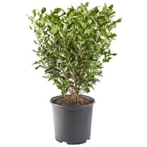 Expert Gardener 2.25 Gallon Ligustrum Recurvifolium Privet Live Shrub