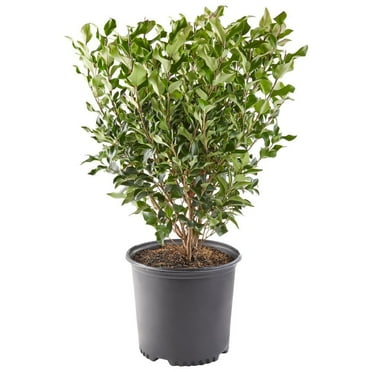 Expert Gardener 2.25 Gallon Ligustrum Recurvifolium Privet Live Shrub