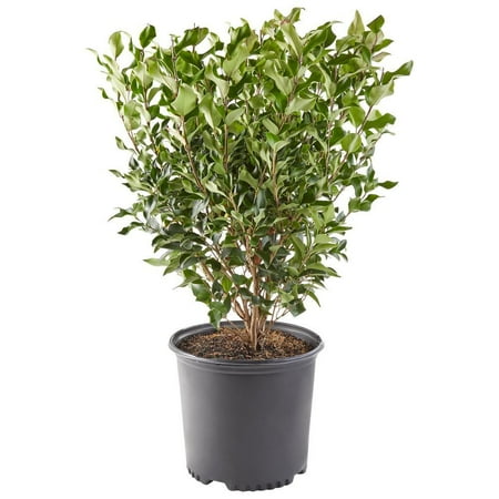 Expert Gardener Ligustrum Live Shrubs, Hardy, Partial Shade