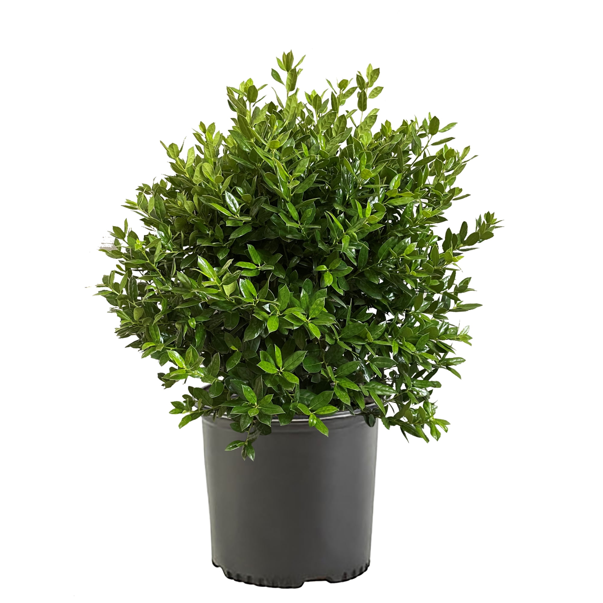 2.25 Gallon Needlepoint Holly Evergreen Shrub