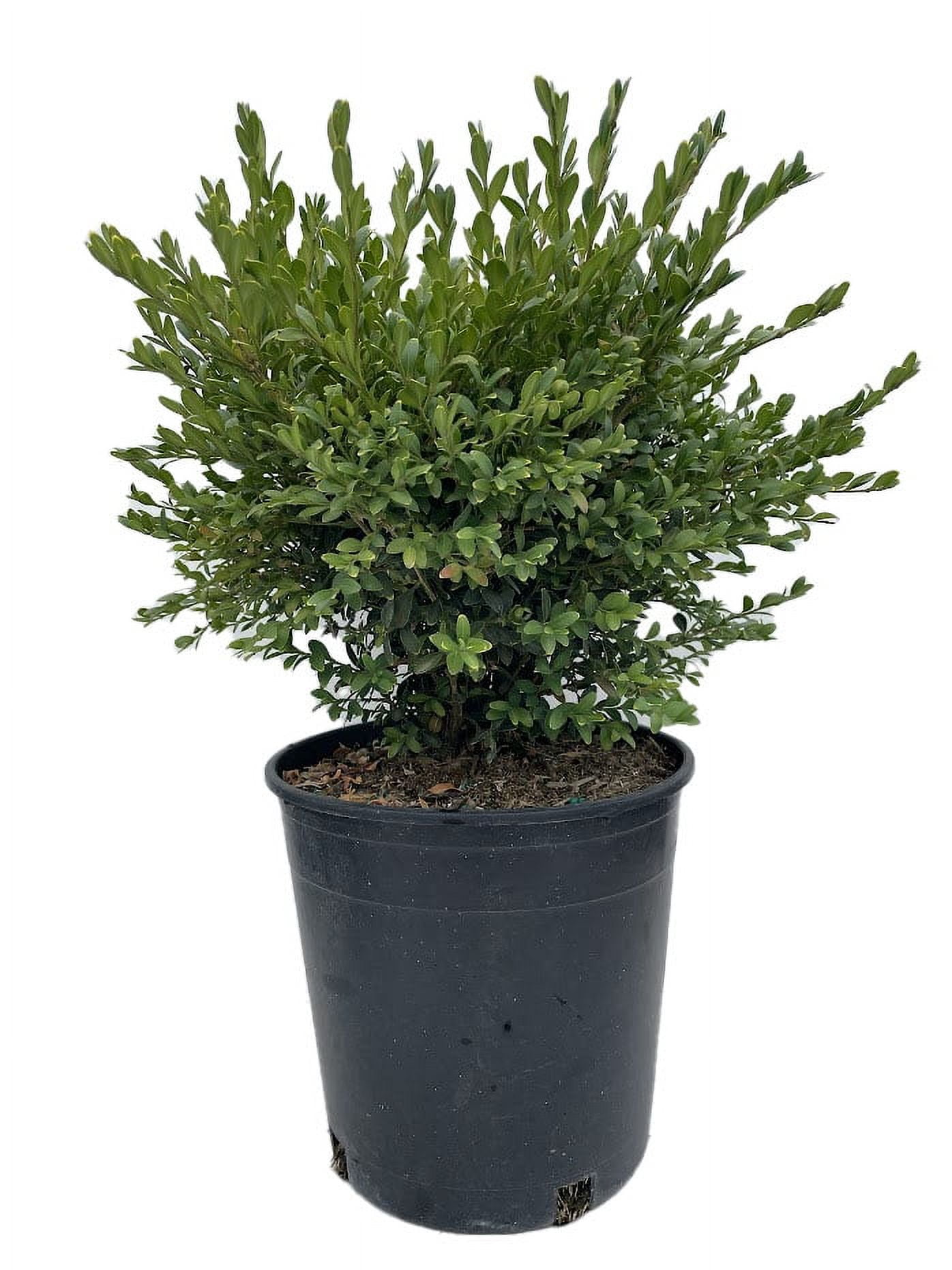 Expert Gardener 2.25 gal Boxwood Green Gem Live Shrubs