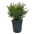 thumbnail image 1 of Expert Gardener 2.25 gal Boxwood Green Gem Live Shrubs, 1 of 8