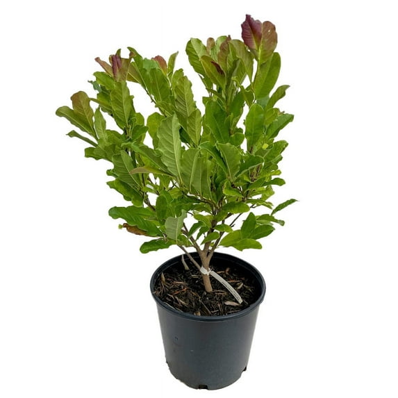 Expert Gardener 2.25 gal Magnolia Leonard Messel Live Trees