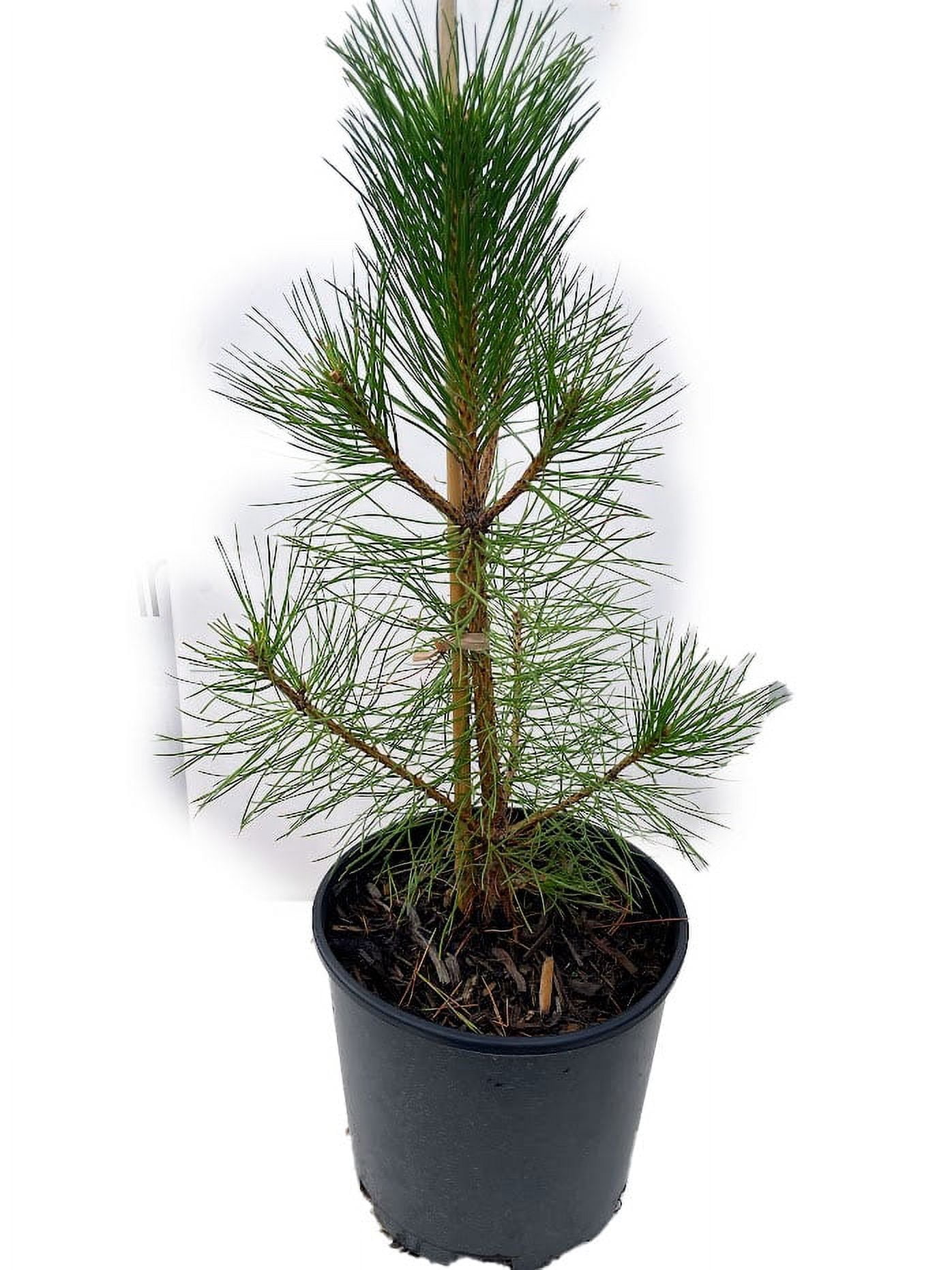 Expert Gardener 2.25 gal Pine Austrian Live Trees