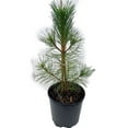 Expert Gardener 2.25 gal Pine Austrian Live Trees