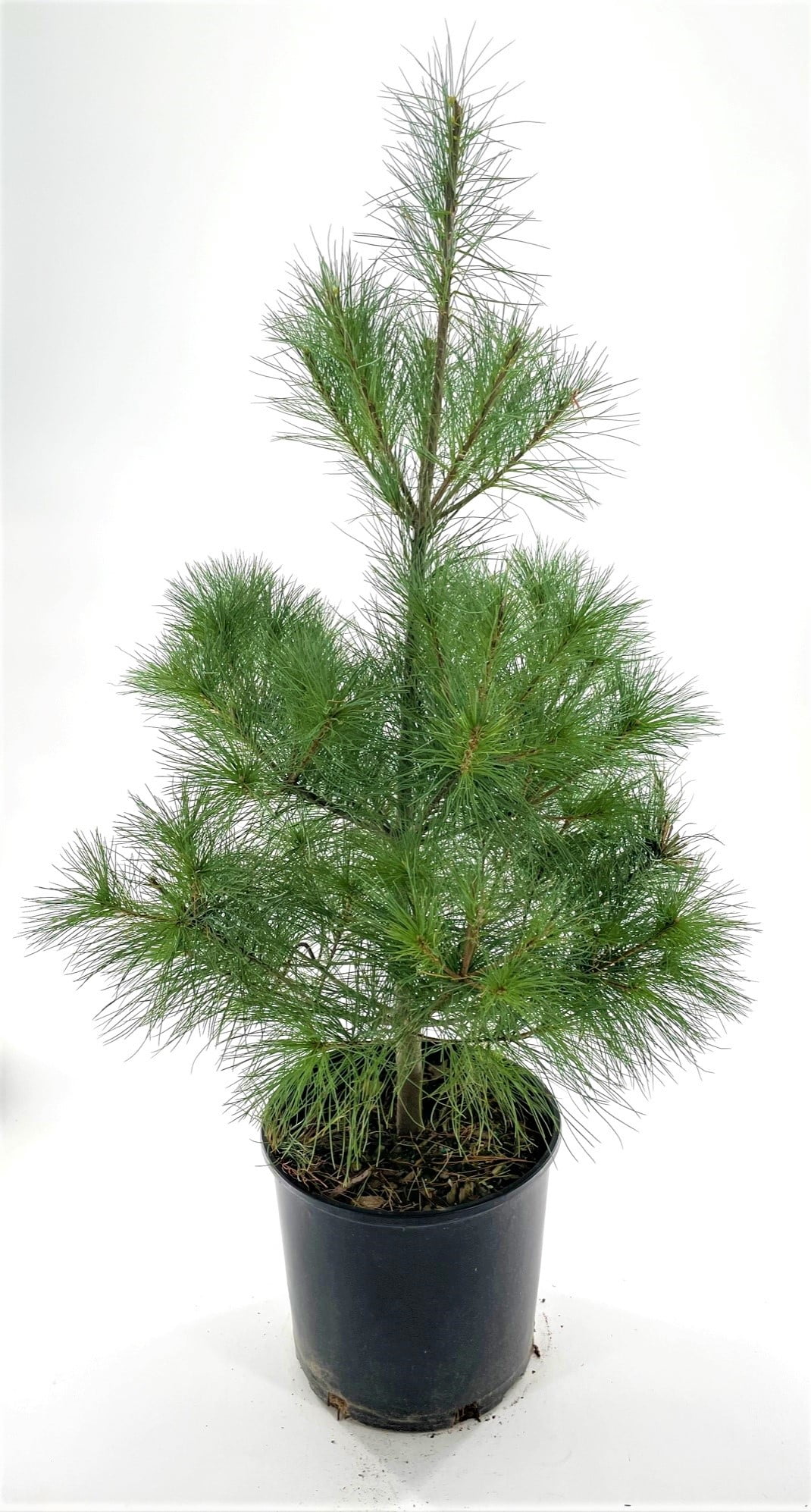 Expert Gardener 2.25 gal Pine White Live Trees