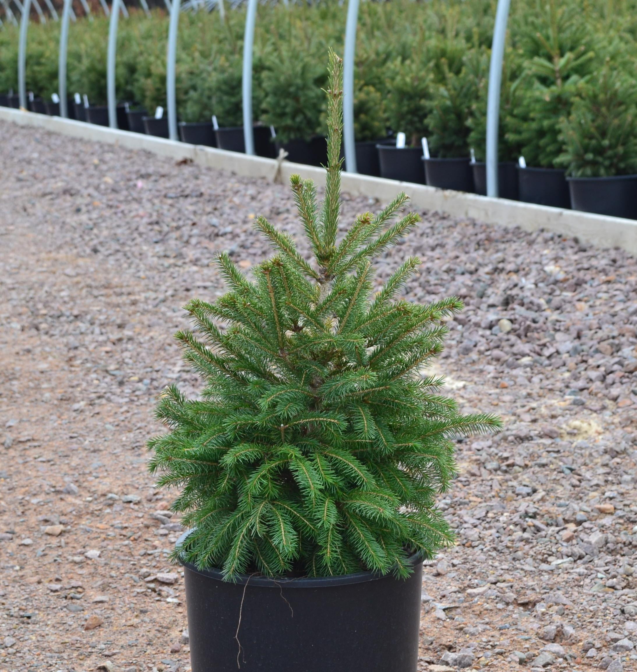 Expert Gardener 2.25 gal Spruce Black Hills Live Trees