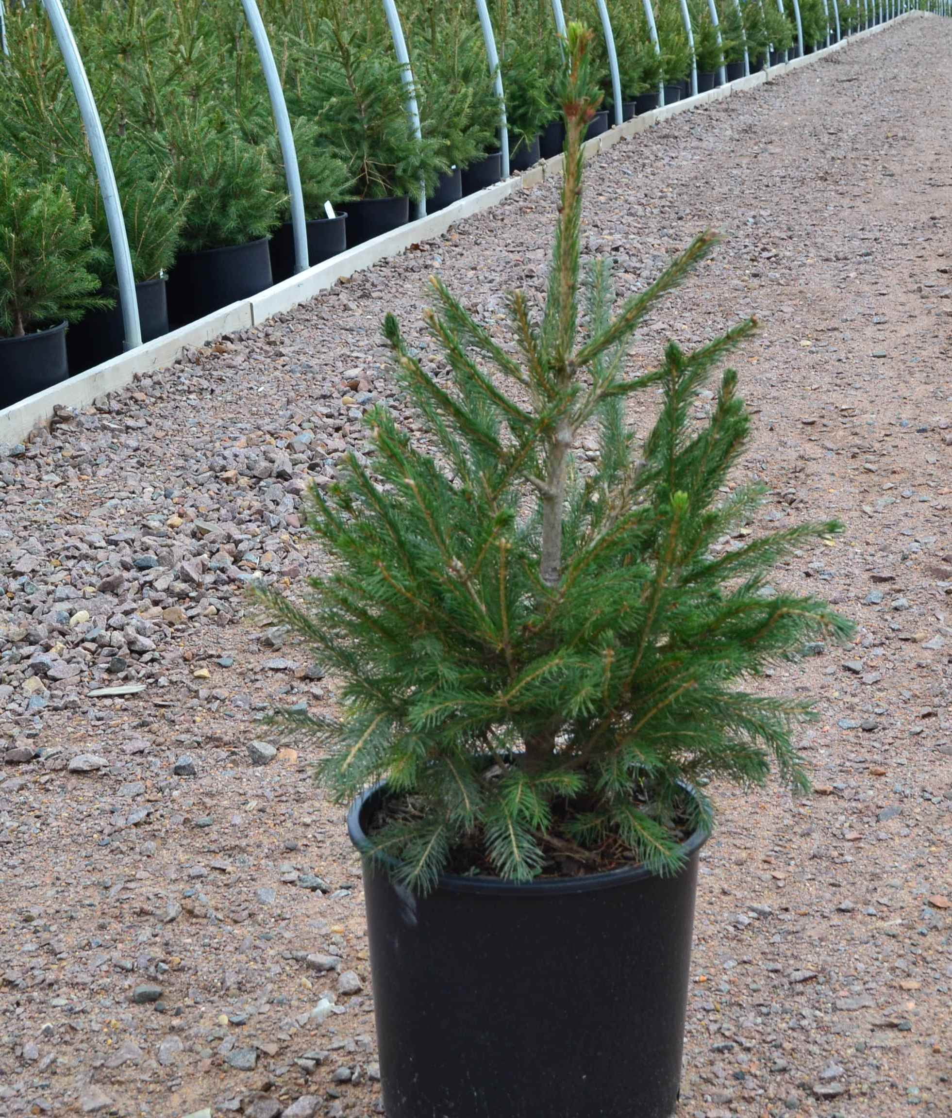 Expert Gardener 2.25 gal Spruce Norway Live Trees