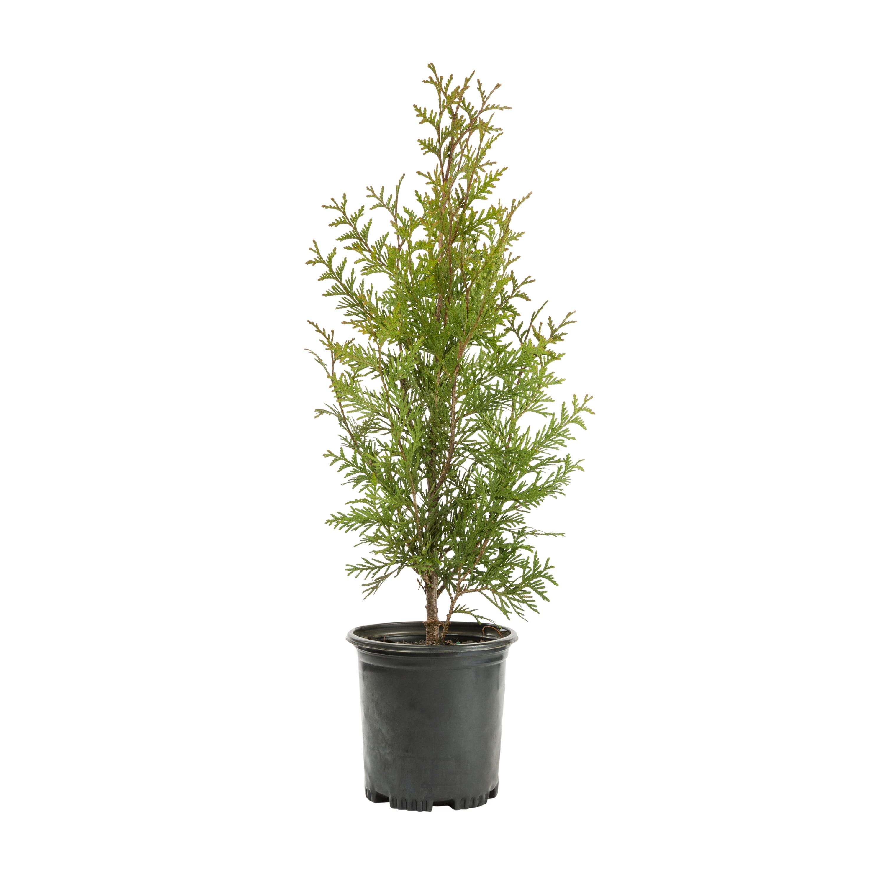 2.25 Gallon Green Giant Arborvitae Live Evergreen Shrub