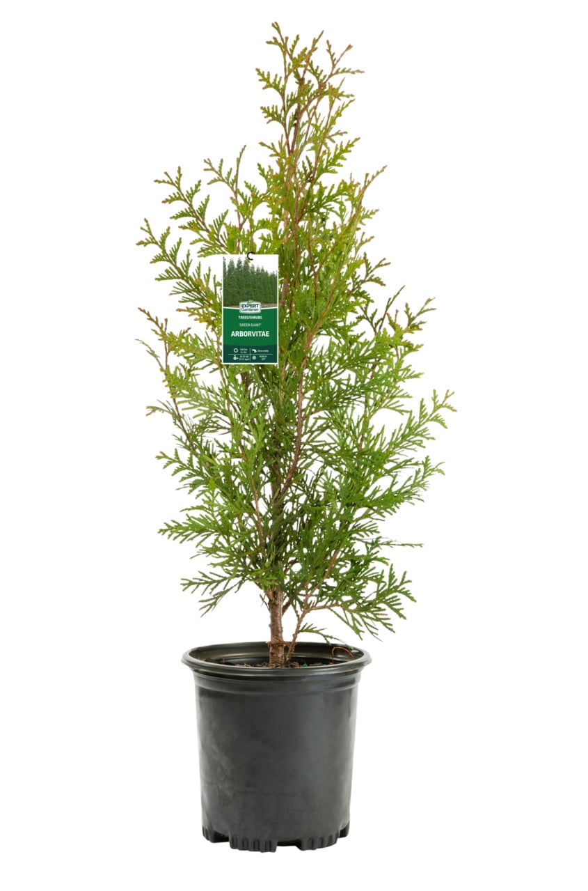Expert Gardener 2.25gal Green Fall Arborvitae Live Shrub Plant Sun