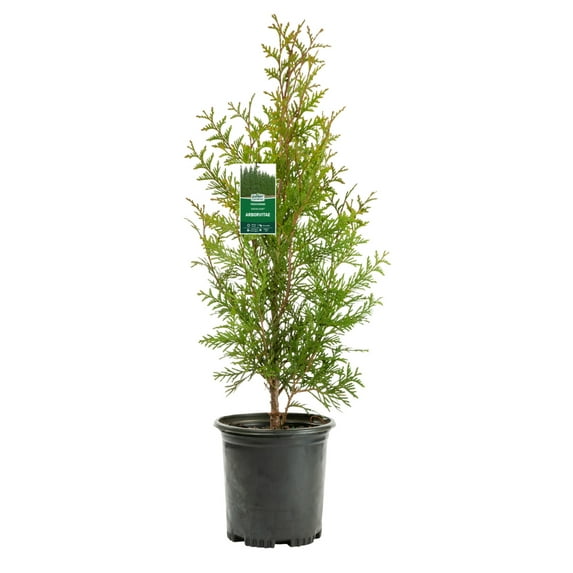 Expert Gardener 2.25gal Green Fall Arborvitae Live Shrub Plant Sun