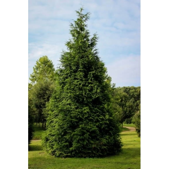 Expert Gardener 2.25G Arborvitae Green Giant Live Shrubs Full Sun Green