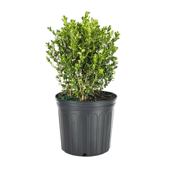 Expert Gardener 2.25gal Boxwood Winter Gem Live Shrub Plant Sun